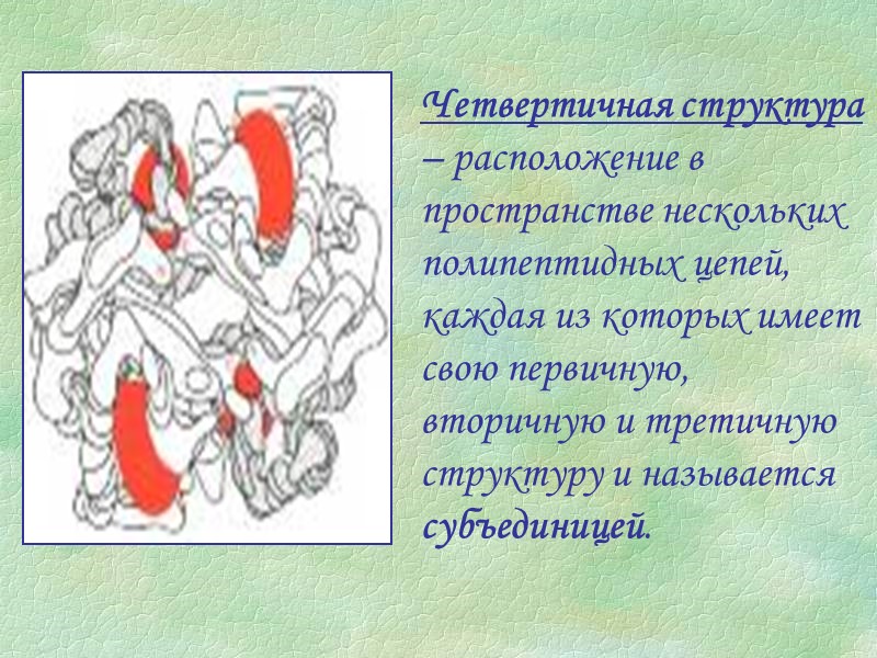 Четвертичная структура – расположение в пространстве нескольких полипептидных цепей, каждая из которых имеет свою
